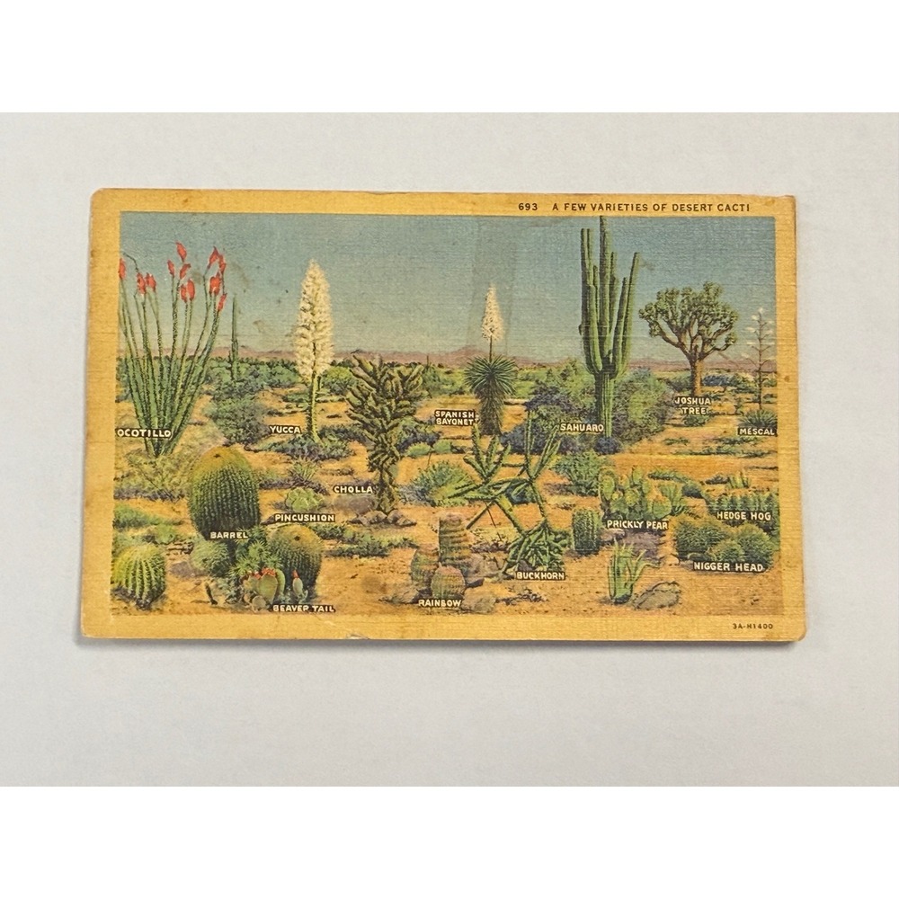 Vintage 1944 Desert Cacti Linen Postcard Western Publishing 693 Glendale CA